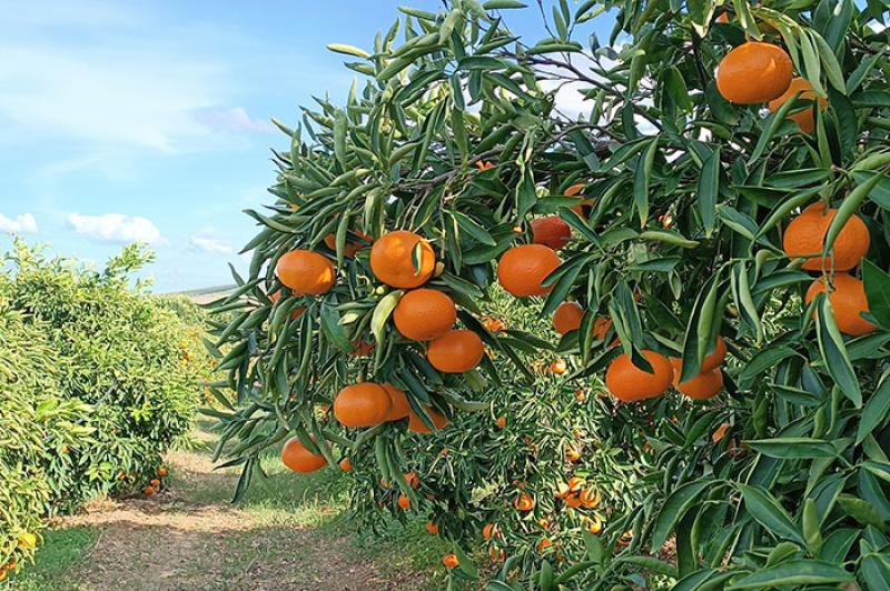 Le Arance di Novembre, Navel e Clementine