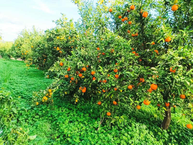 🍊 Assapora la Freschezza delle Arance Tarocco di Palagonia! 🍊