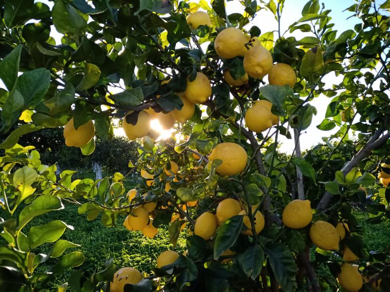 Adotta Albero di Limoni