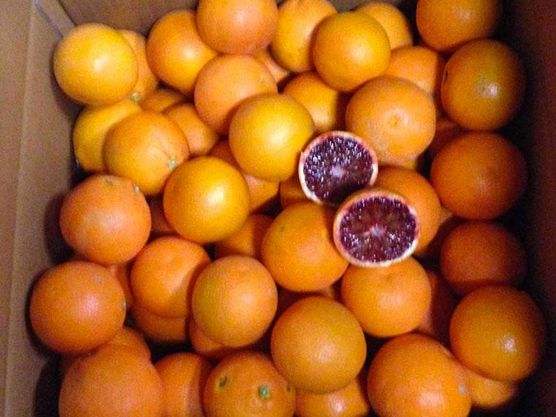 Апельсины Тарокко Галло для свежевыжатого сока упаковка 16 Kg.