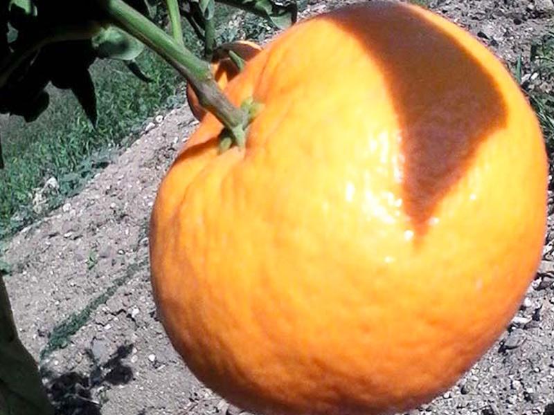 Clementine_Oranges